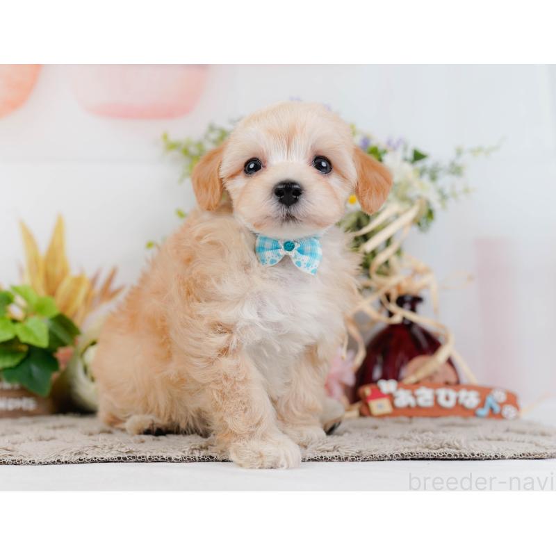 販売中の神奈川県のマルプー:マルチーズ×トイプードル-449739の13枚目