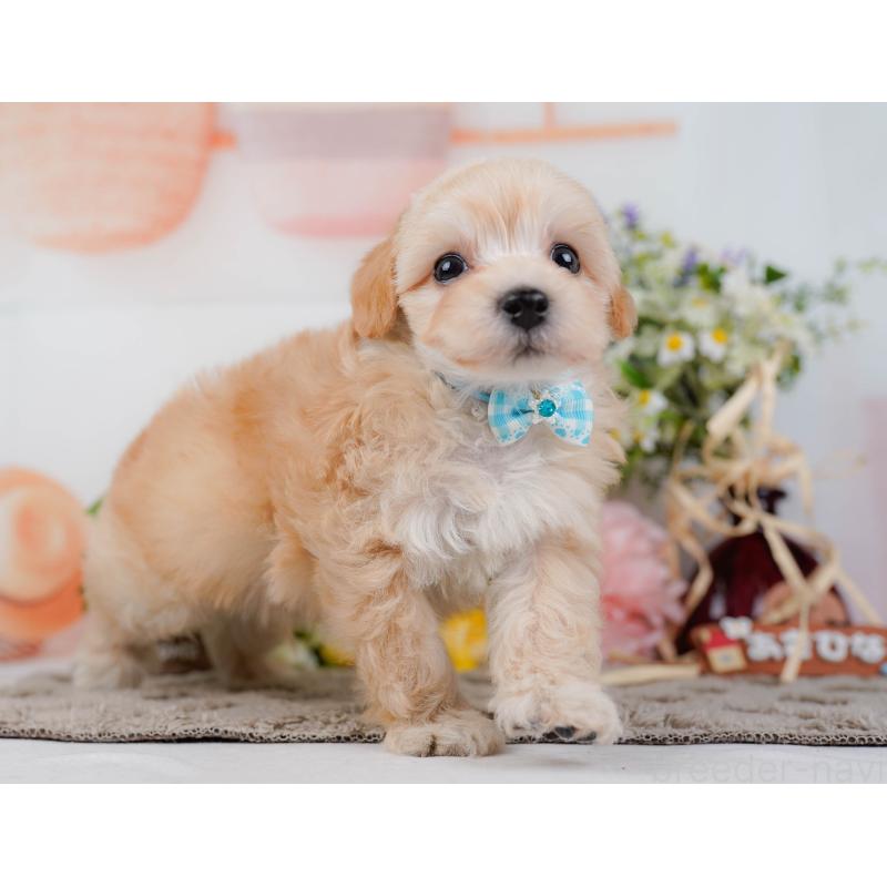 販売中の神奈川県のマルプー:マルチーズ×トイプードル-449739の12枚目