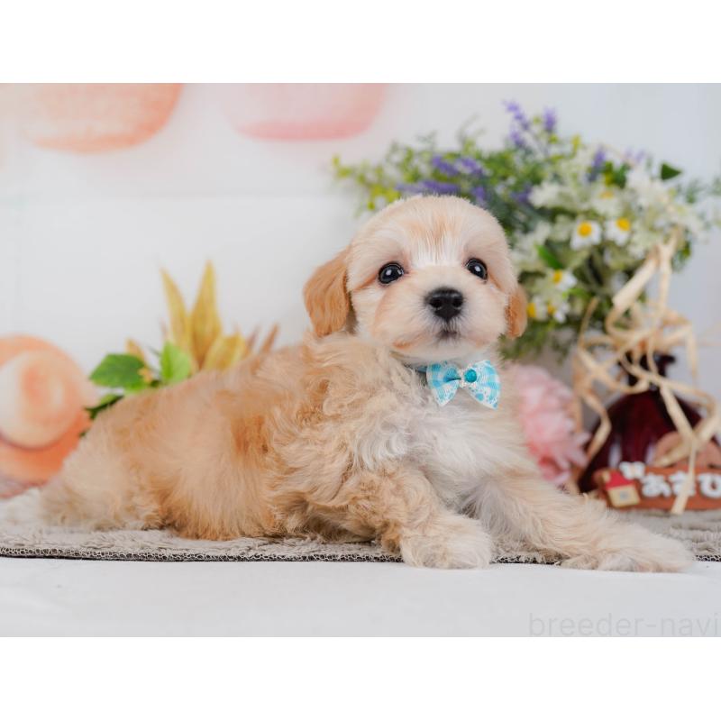 販売中の神奈川県のマルプー:マルチーズ×トイプードル-449739の11枚目