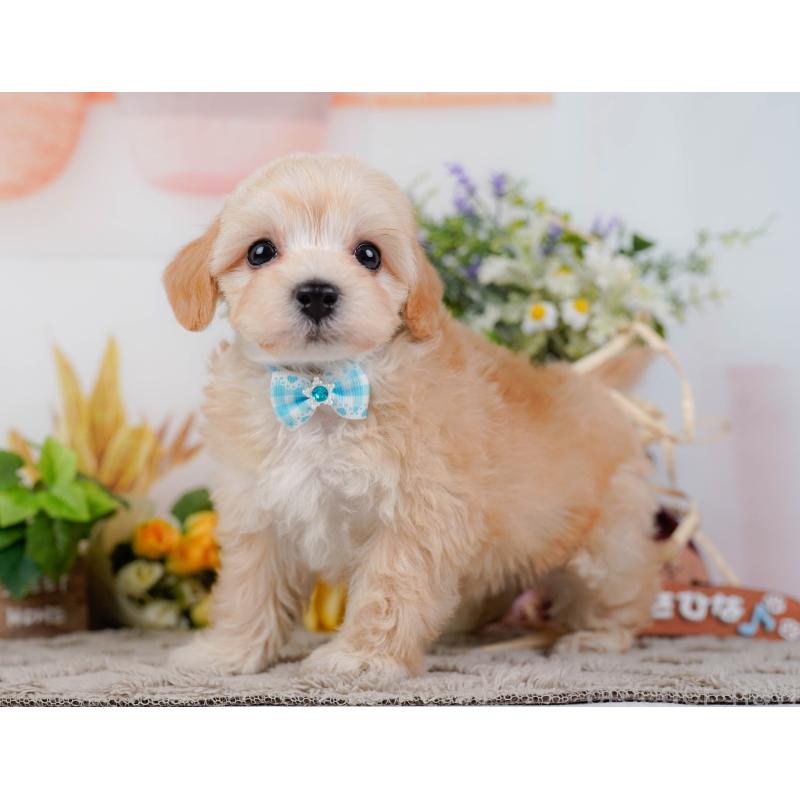 販売中の神奈川県のマルプー:マルチーズ×トイプードル-449739の10枚目