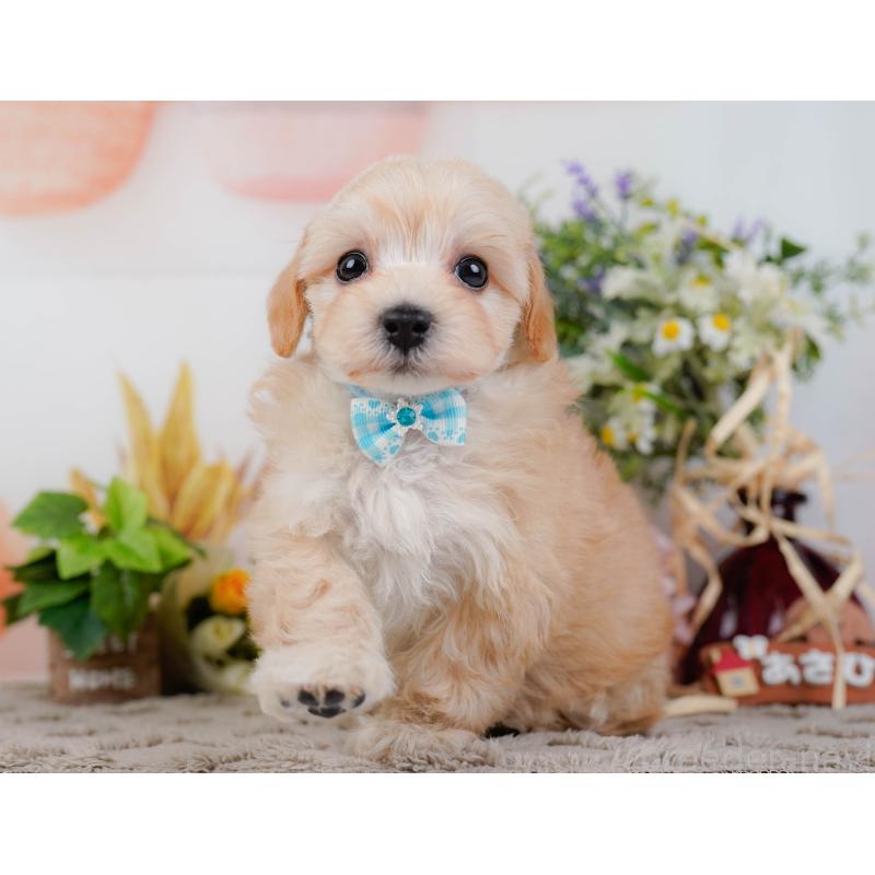 販売中の神奈川県のマルプー:マルチーズ×トイプードル-449739の9枚目