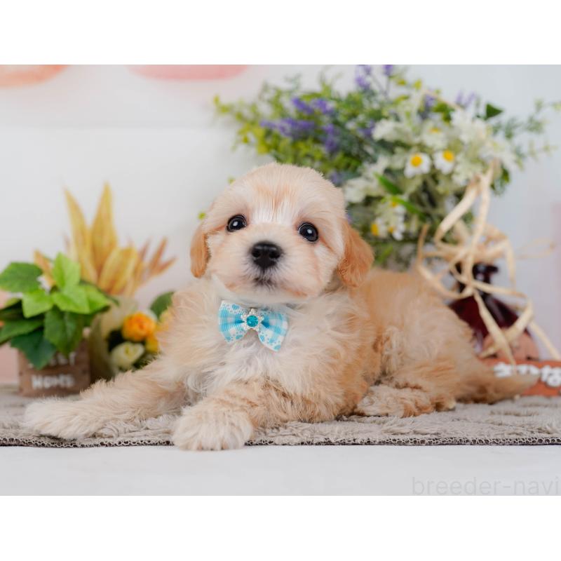 販売中の神奈川県のマルプー:マルチーズ×トイプードル-449739の8枚目