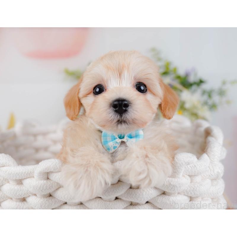 販売中の神奈川県のマルプー:マルチーズ×トイプードル-449739の7枚目