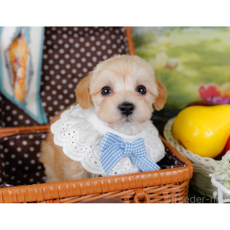 販売中の神奈川県のマルプー:マルチーズ×トイプードル-449739の6枚目