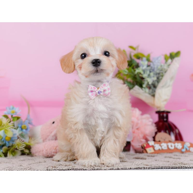 販売中の神奈川県のマルプー:マルチーズ×トイプードル-449741の13枚目