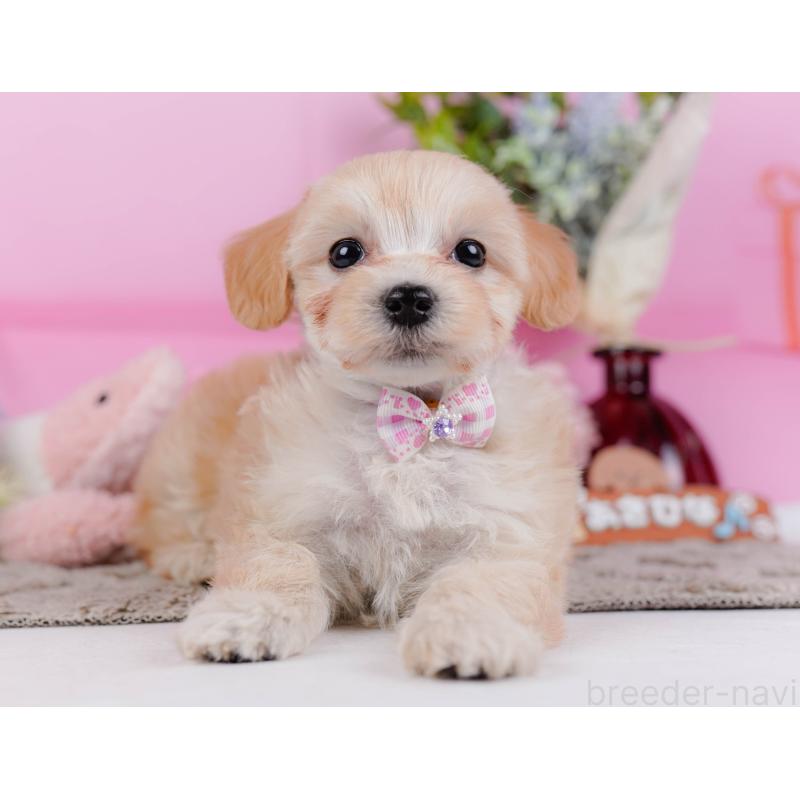 販売中の神奈川県のマルプー:マルチーズ×トイプードル-449741の12枚目