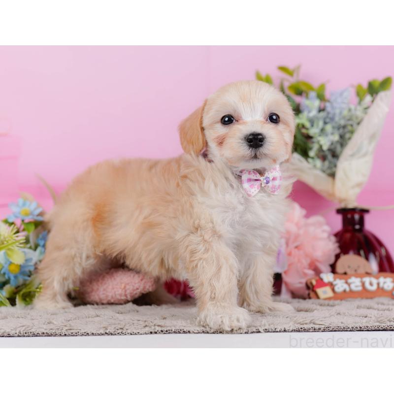 販売中の神奈川県のマルプー:マルチーズ×トイプードル-449741の11枚目