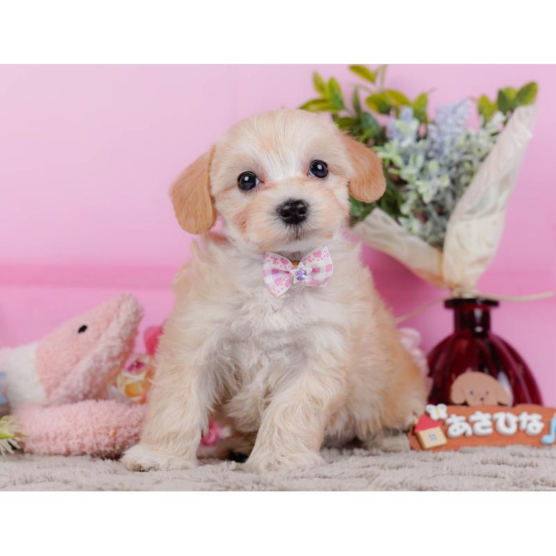 販売中の神奈川県のマルプー:マルチーズ×トイプードル-449741の10枚目