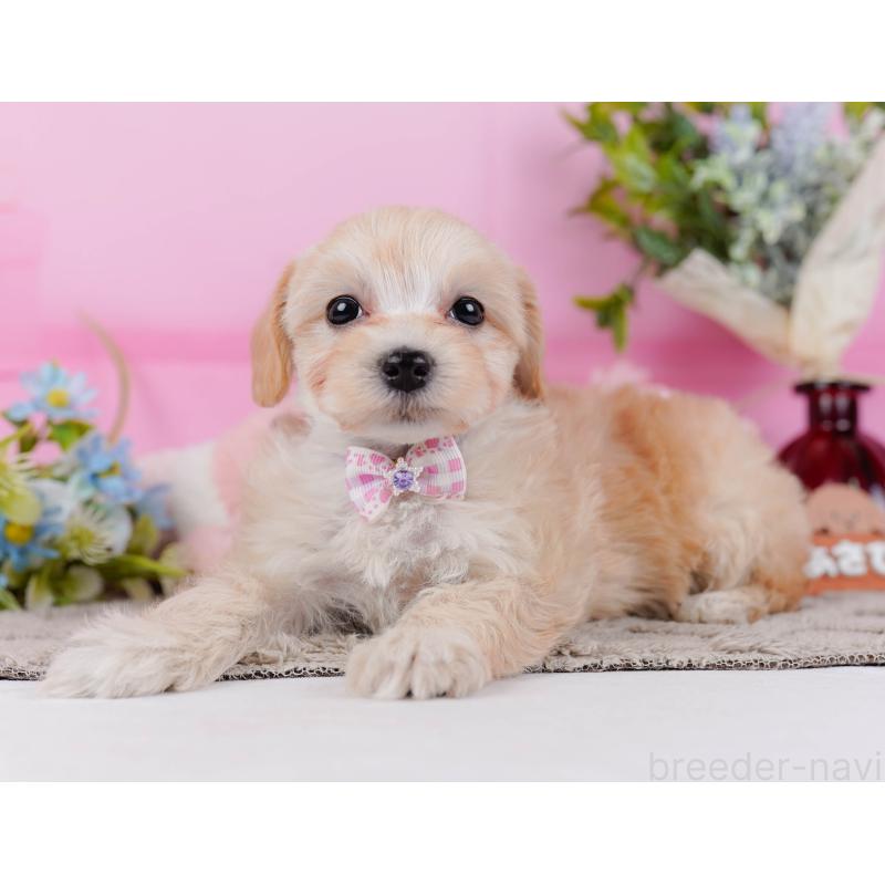 販売中の神奈川県のマルプー:マルチーズ×トイプードル-449741の9枚目