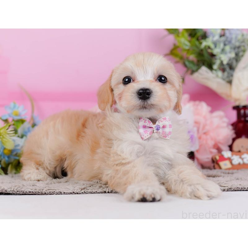 販売中の神奈川県のマルプー:マルチーズ×トイプードル-449741の8枚目