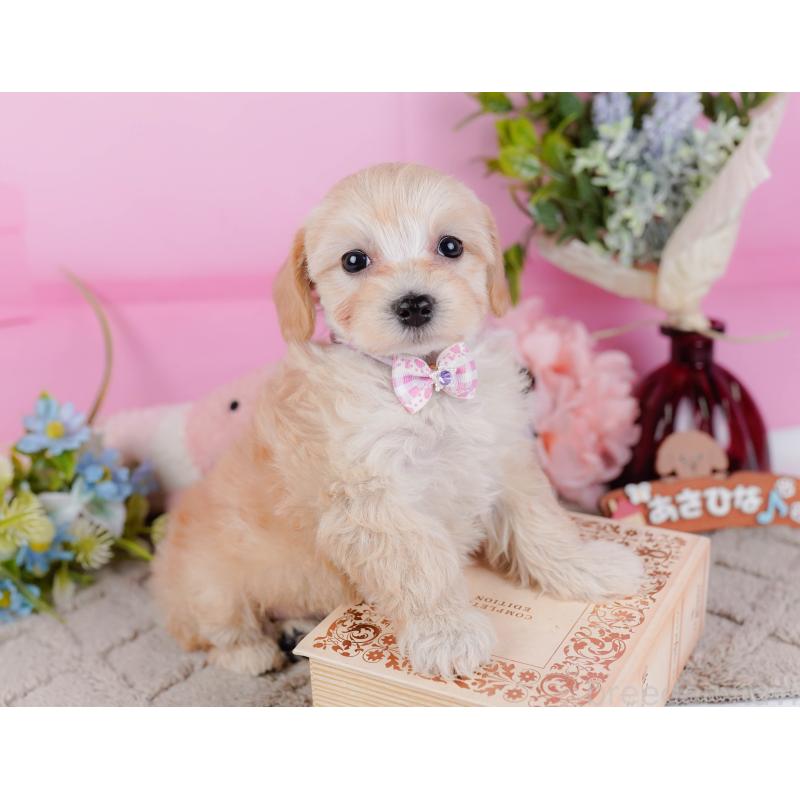 販売中の神奈川県のマルプー:マルチーズ×トイプードル-449741の7枚目