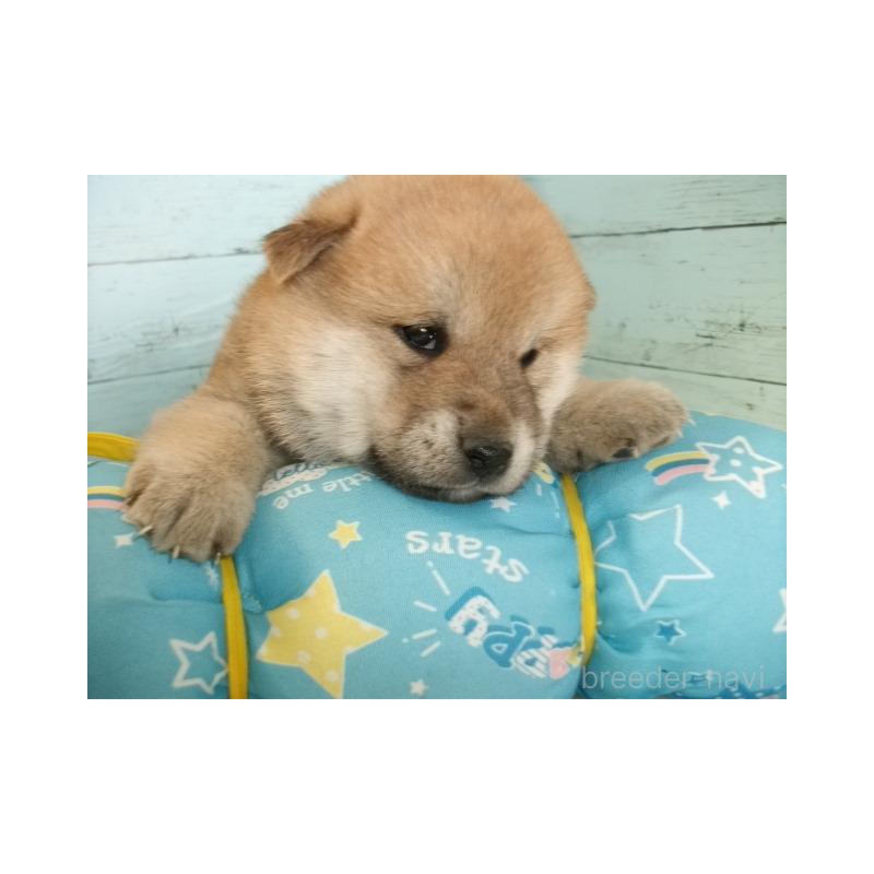 販売中の埼玉県の柴犬-449403の5枚目