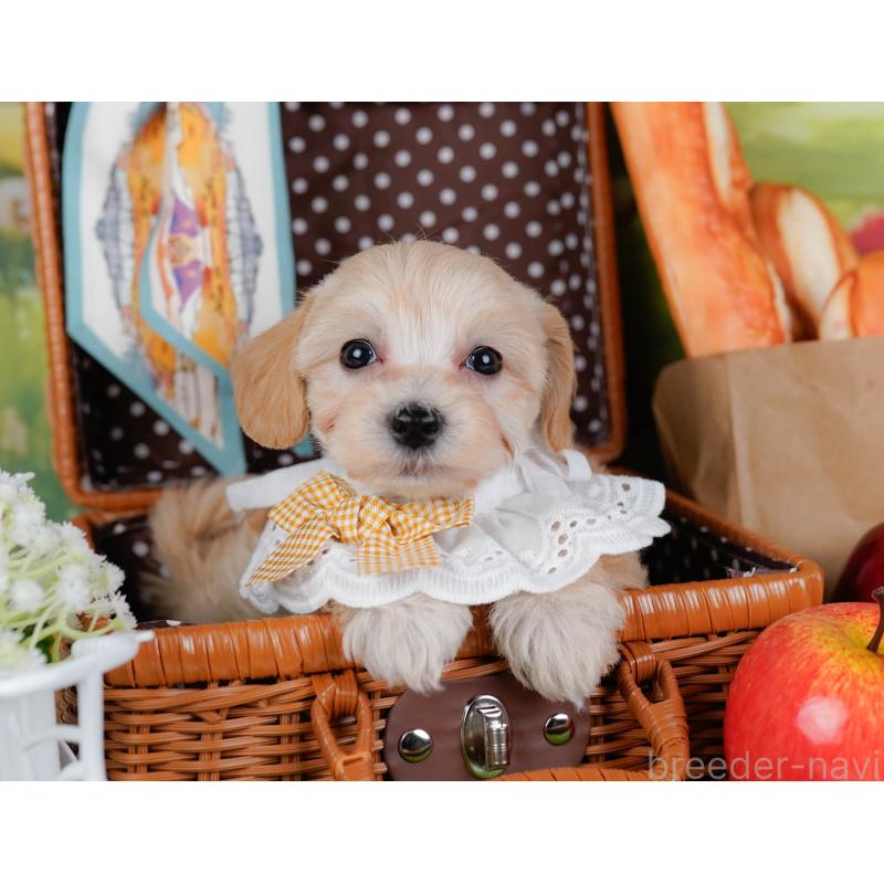 販売中の神奈川県のマルプー:マルチーズ×トイプードル-449741の6枚目