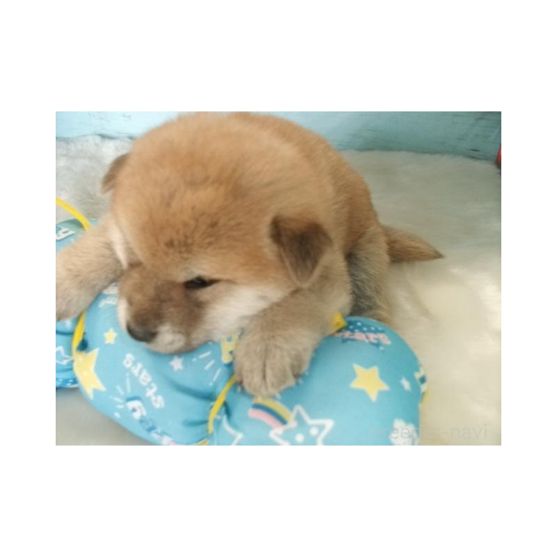 販売中の埼玉県の柴犬-449403の4枚目