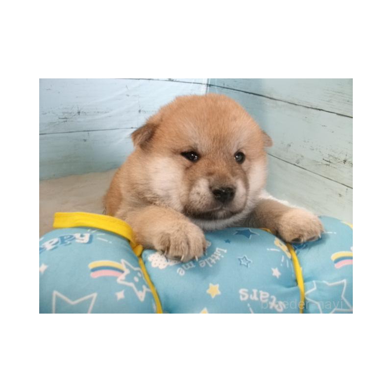 販売中の埼玉県の柴犬-449403の3枚目