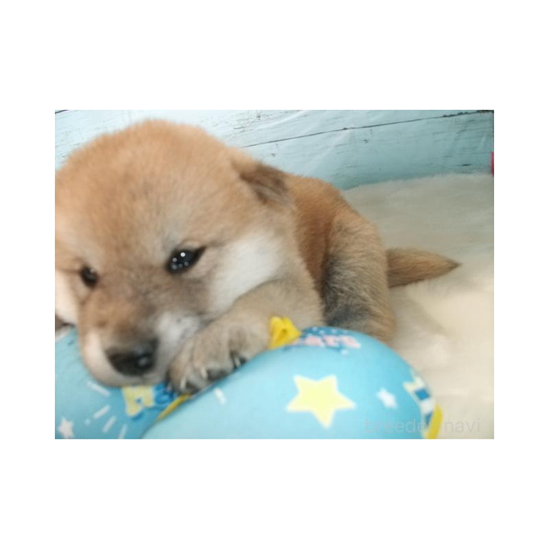 販売中の埼玉県の柴犬-449403の2枚目