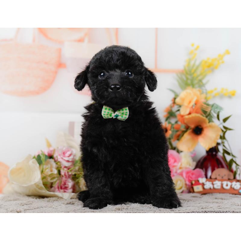 販売中の神奈川県のトイプードル-449727の13枚目