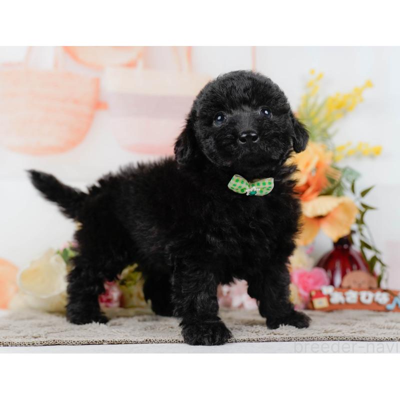 販売中の神奈川県のトイプードル-449727の12枚目