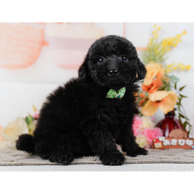 販売中の神奈川県のトイプードル-449727の11枚目