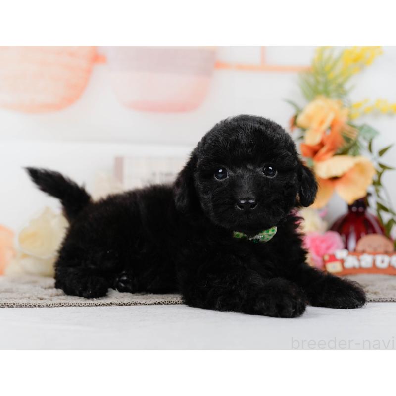 販売中の神奈川県のトイプードル-449727の10枚目