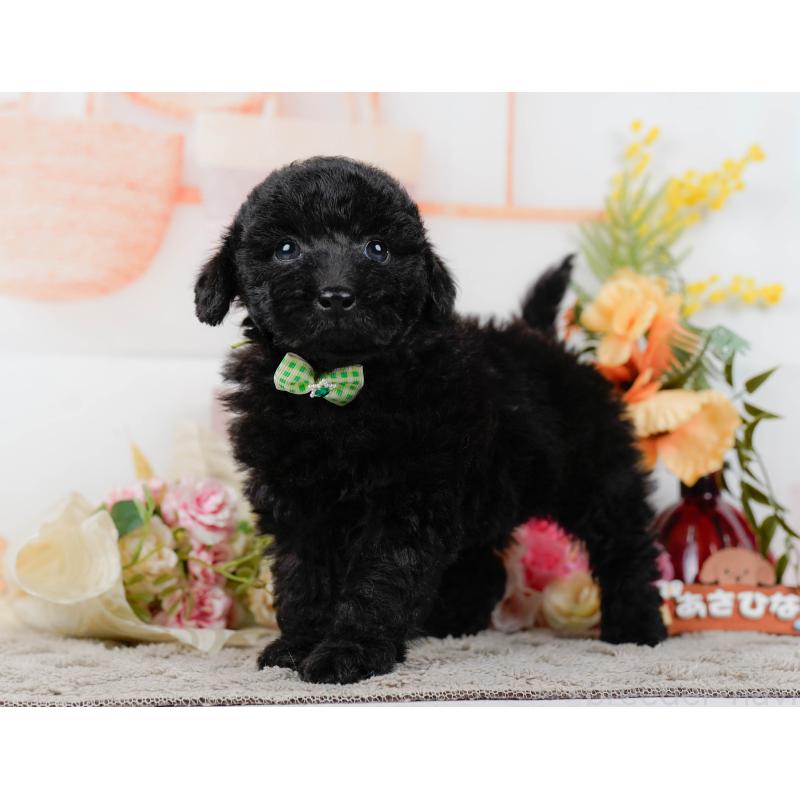 販売中の神奈川県のトイプードル-449727の9枚目