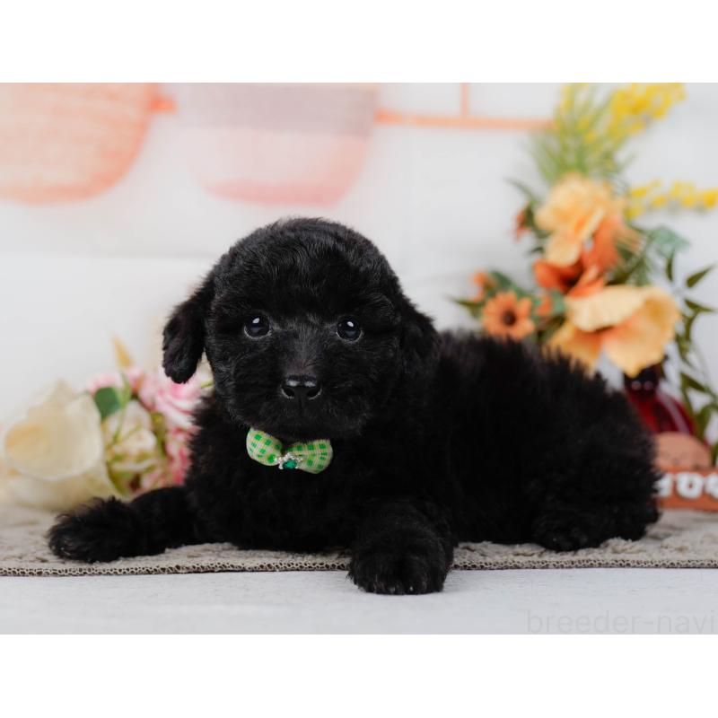 販売中の神奈川県のトイプードル-449727の8枚目