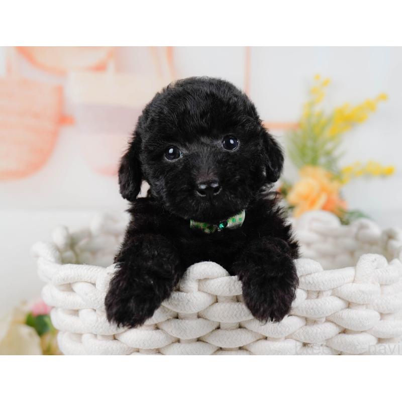 販売中の神奈川県のトイプードル-449727の7枚目