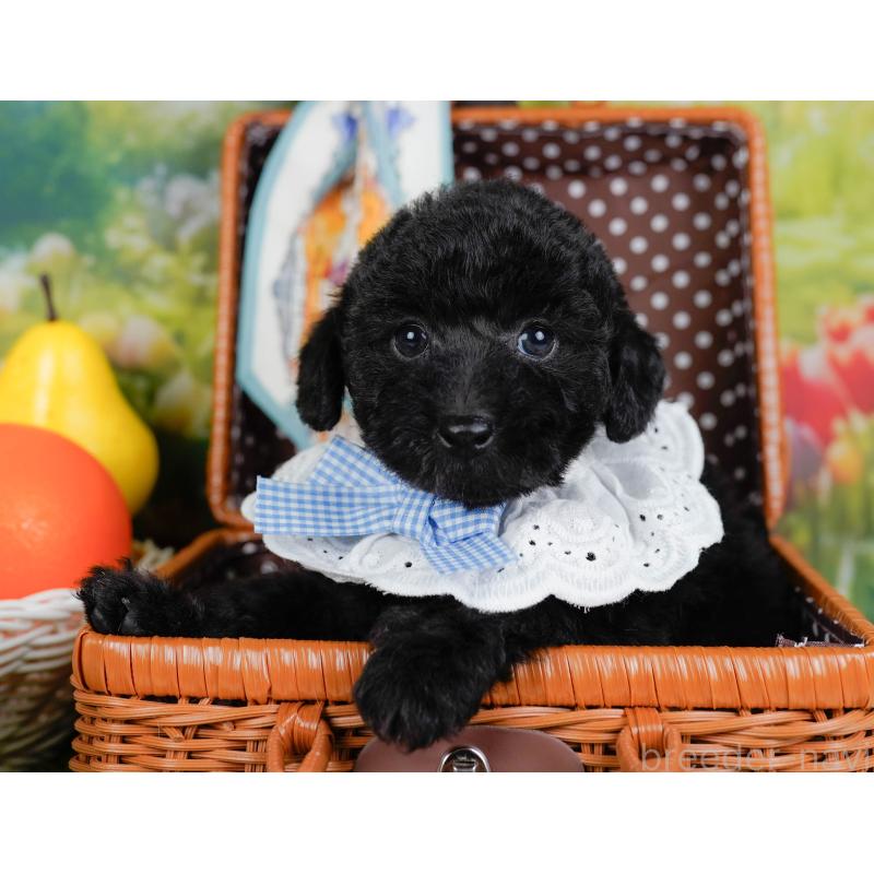 販売中の神奈川県のトイプードル-449727の6枚目