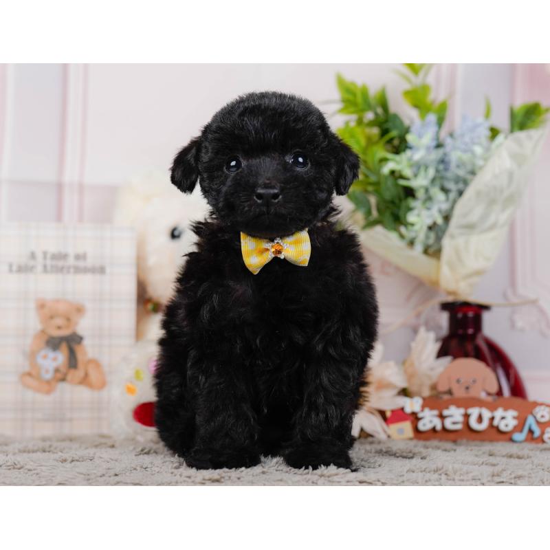 販売中の神奈川県のタイニープードル-449730の13枚目