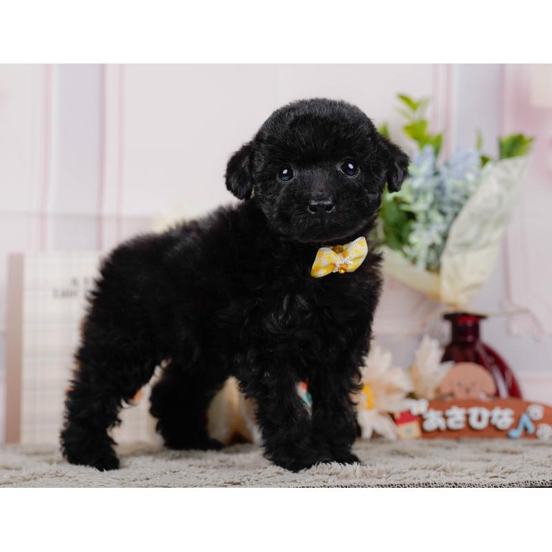 販売中の神奈川県のタイニープードル-449730の12枚目