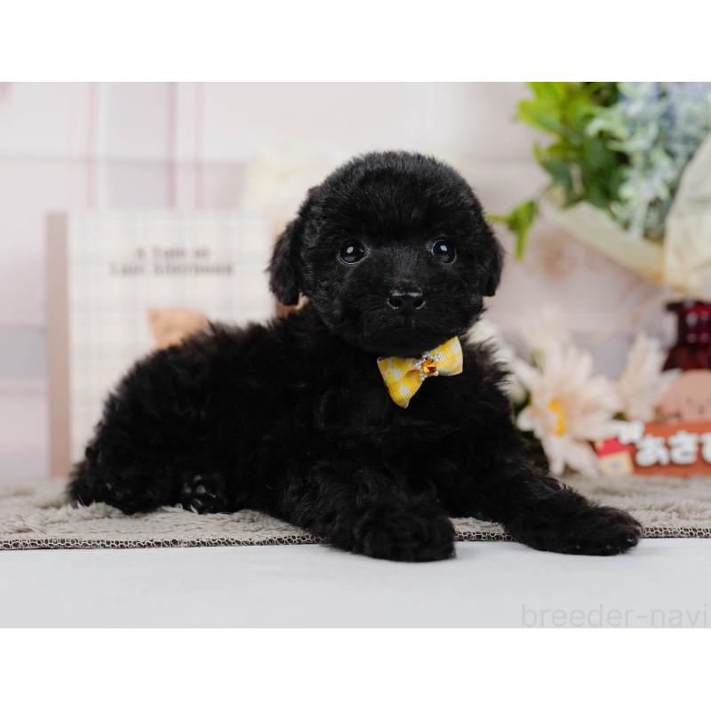 販売中の神奈川県のタイニープードル-449730の11枚目