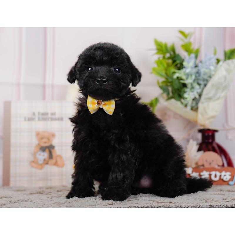 販売中の神奈川県のタイニープードル-449730の10枚目