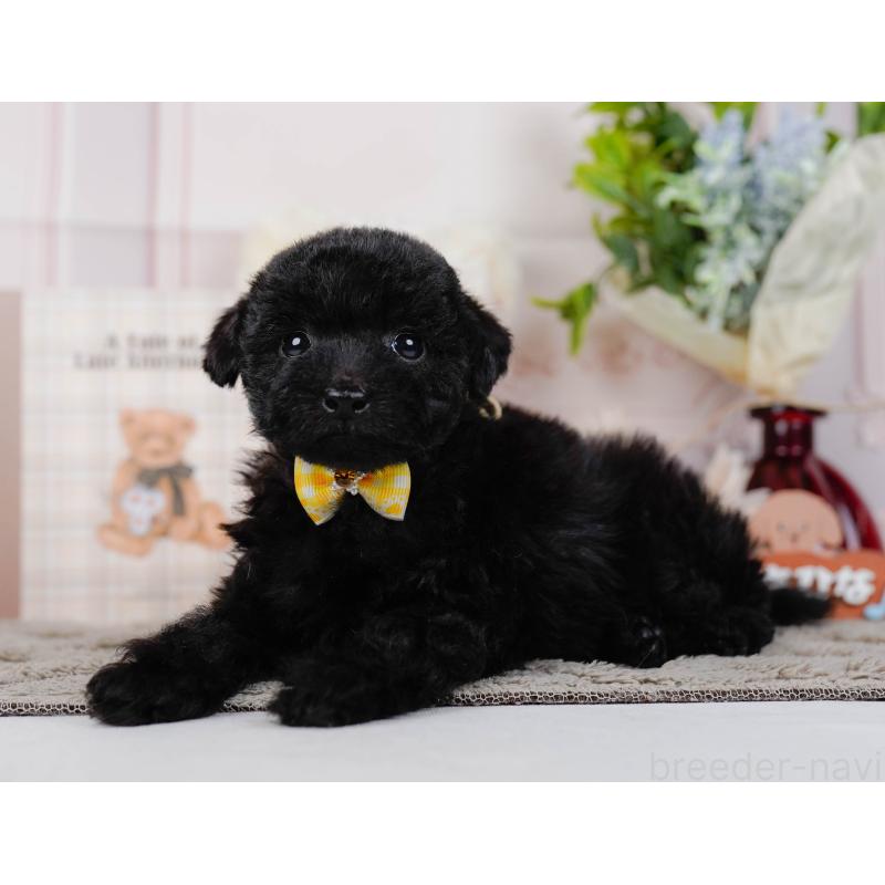 販売中の神奈川県のタイニープードル-449730の9枚目