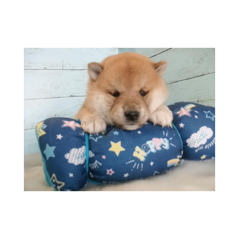 販売中の埼玉県の柴犬-449404の5枚目