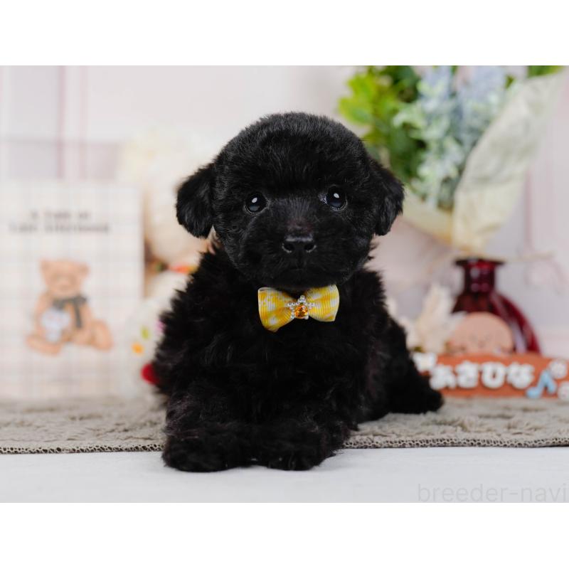 販売中の神奈川県のタイニープードル-449730の7枚目