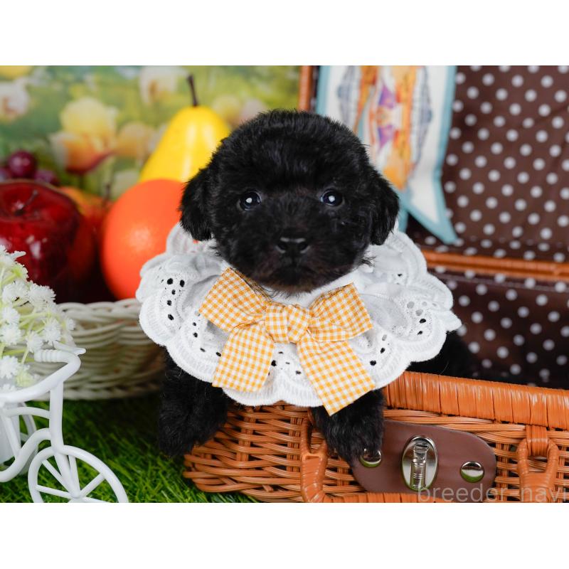 販売中の神奈川県のタイニープードル-449730の6枚目