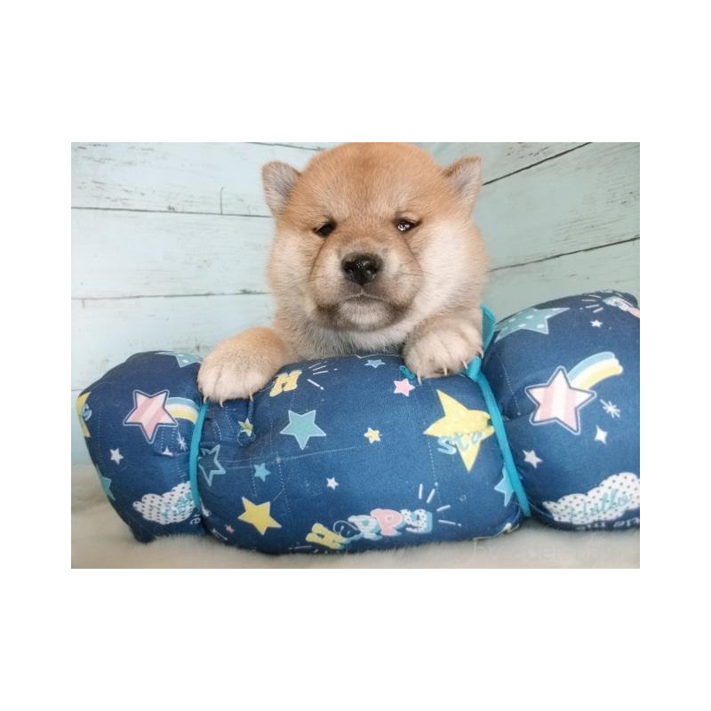 販売中の埼玉県の柴犬-449404の4枚目