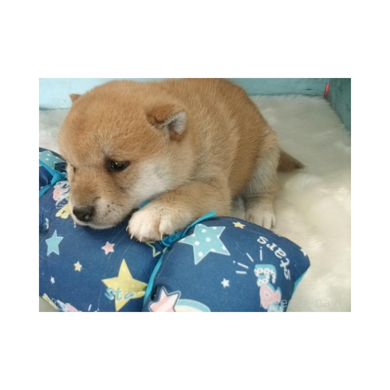 販売中の埼玉県の柴犬-449404の3枚目