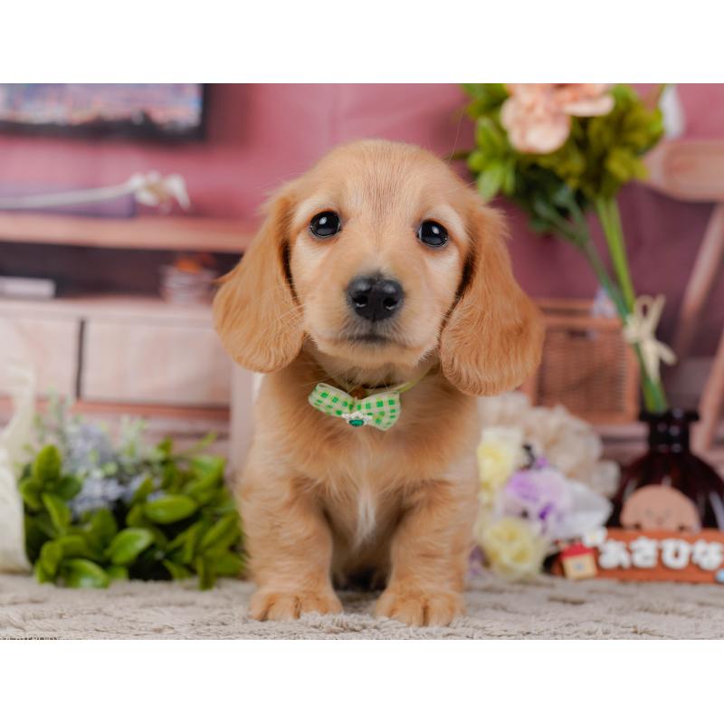 販売中の神奈川県のミニチュアダックスフンド(ロングヘアード)-449715の13枚目