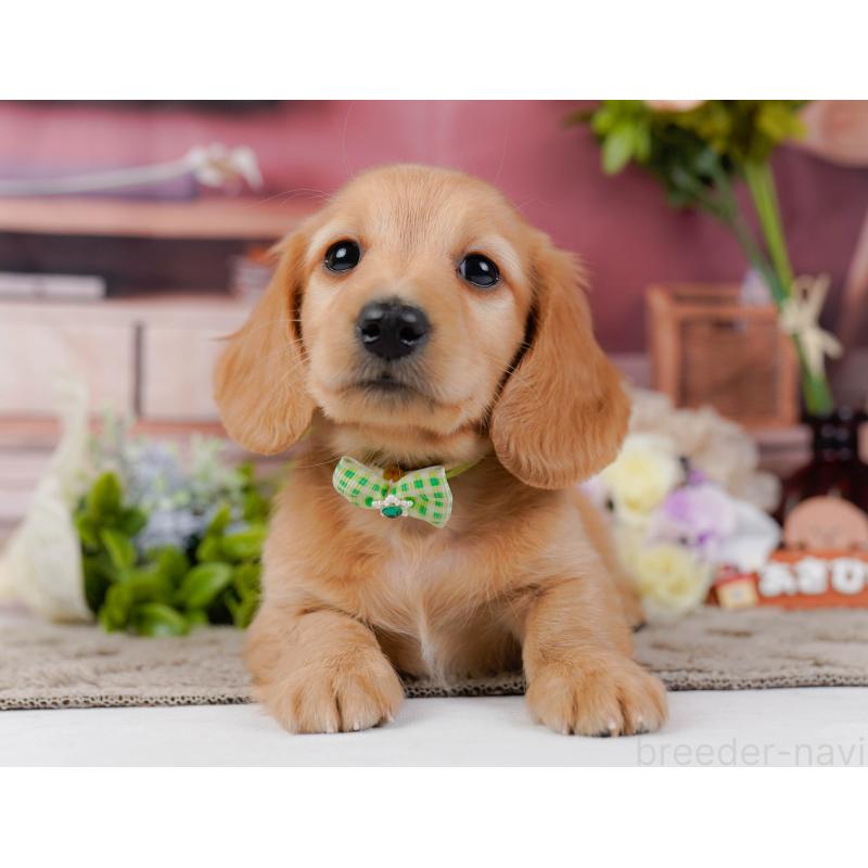 販売中の神奈川県のミニチュアダックスフンド(ロングヘアード)-449715の12枚目