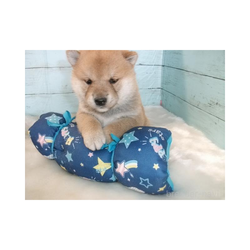 販売中の埼玉県の柴犬-449404の2枚目