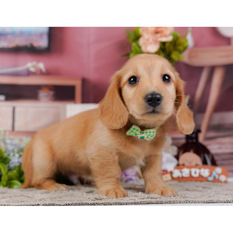 販売中の神奈川県のミニチュアダックスフンド(ロングヘアード)-449715の11枚目