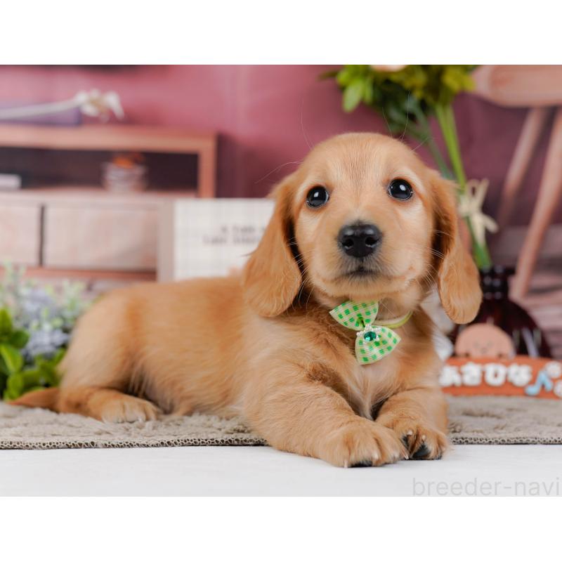 販売中の神奈川県のミニチュアダックスフンド(ロングヘアード)-449715の10枚目