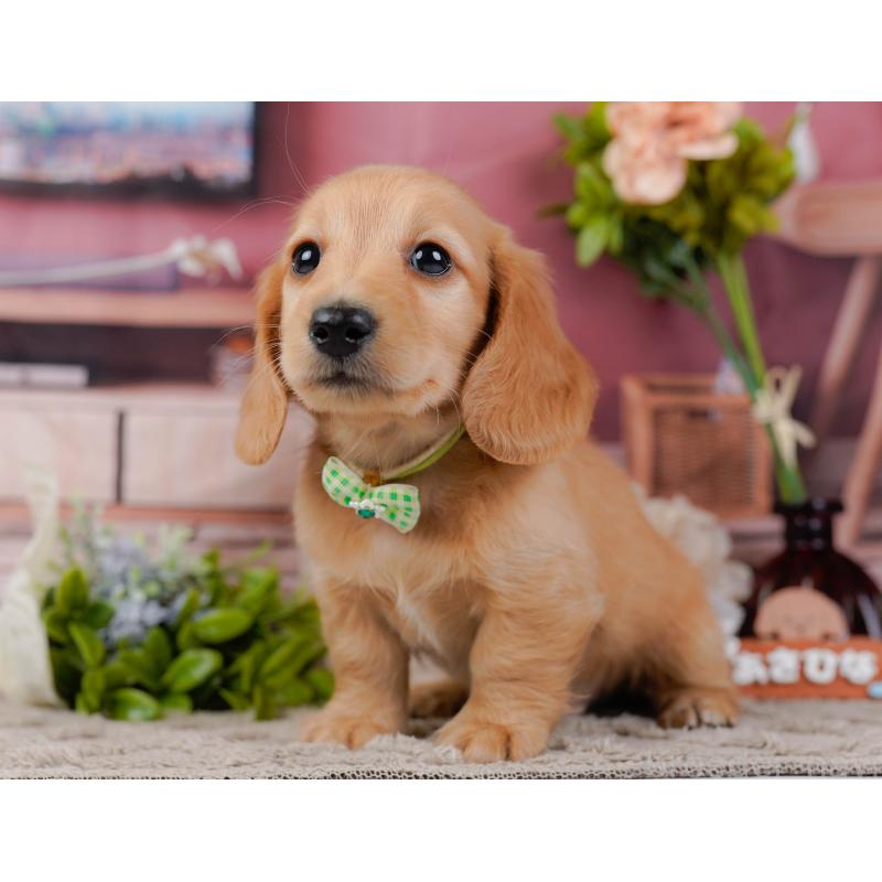 販売中の神奈川県のミニチュアダックスフンド(ロングヘアード)-449715の9枚目