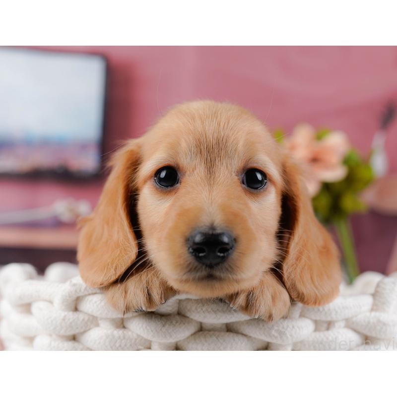 販売中の神奈川県のミニチュアダックスフンド(ロングヘアード)-449715の7枚目