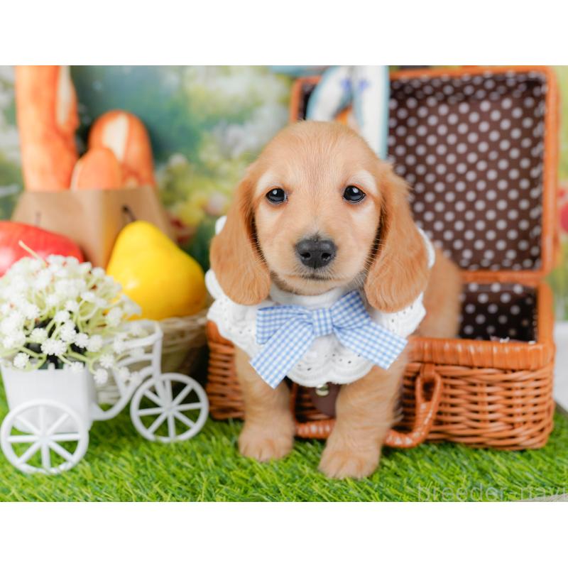 販売中の神奈川県のミニチュアダックスフンド(ロングヘアード)-449715の6枚目