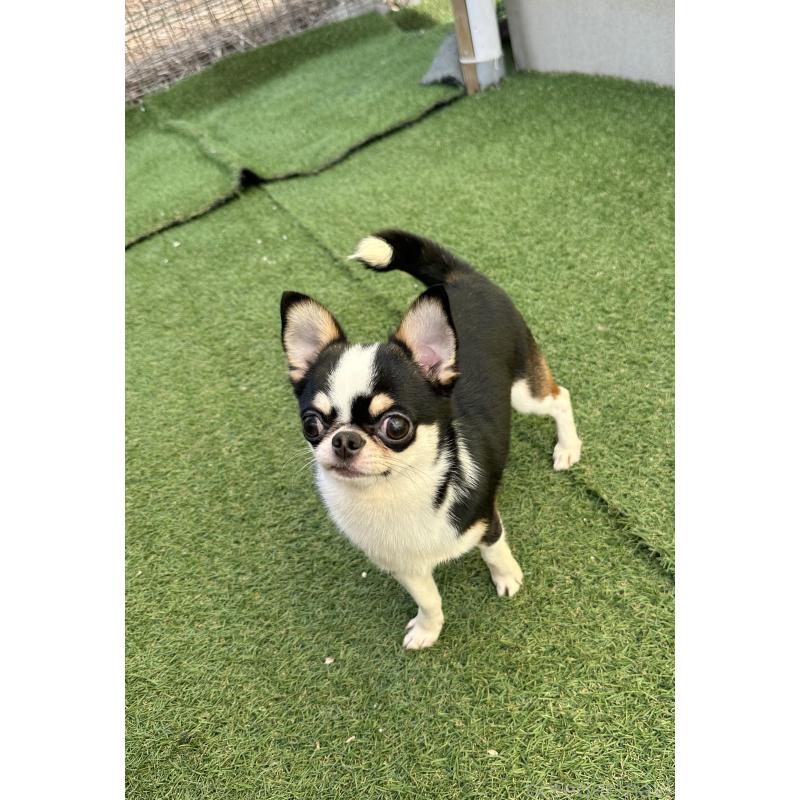 販売中の福島県のミックス犬-412452