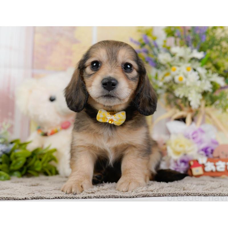 販売中の神奈川県のミニチュアダックスフンド(ロングヘアード)-449718の13枚目