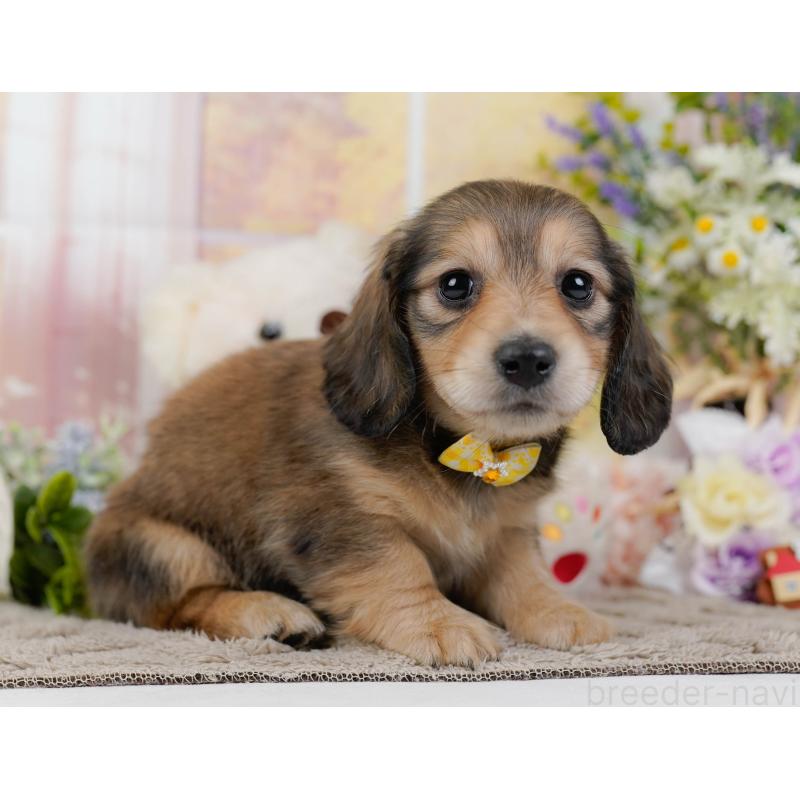 販売中の神奈川県のミニチュアダックスフンド(ロングヘアード)-449718の12枚目