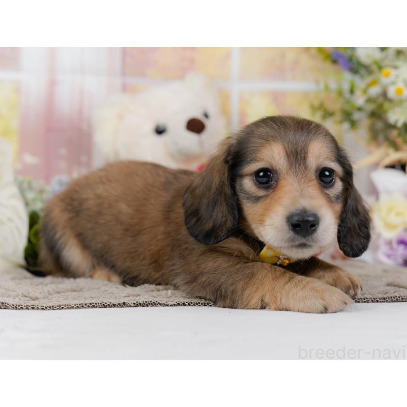 販売中の神奈川県のミニチュアダックスフンド(ロングヘアード)-449718の11枚目